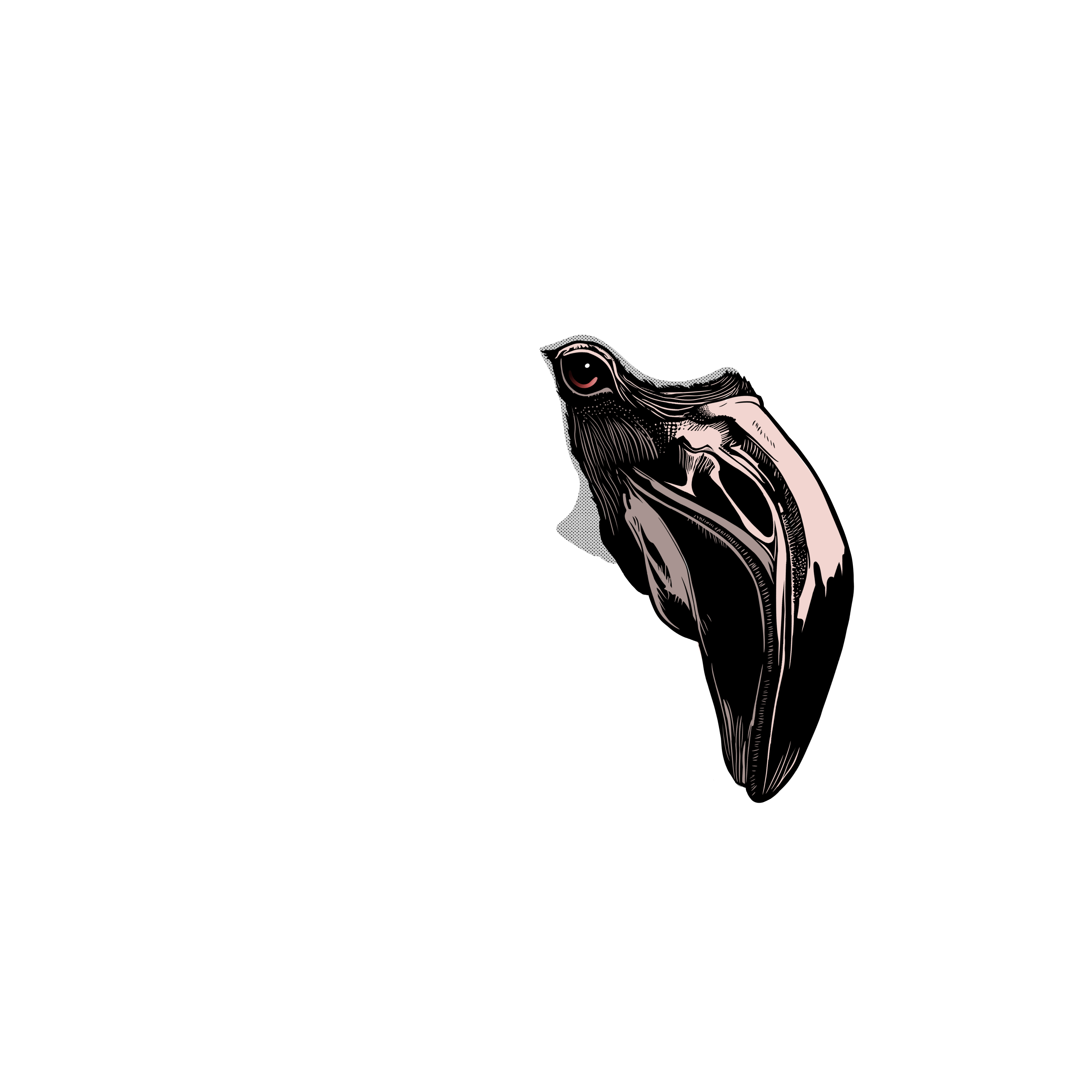 beak trait
